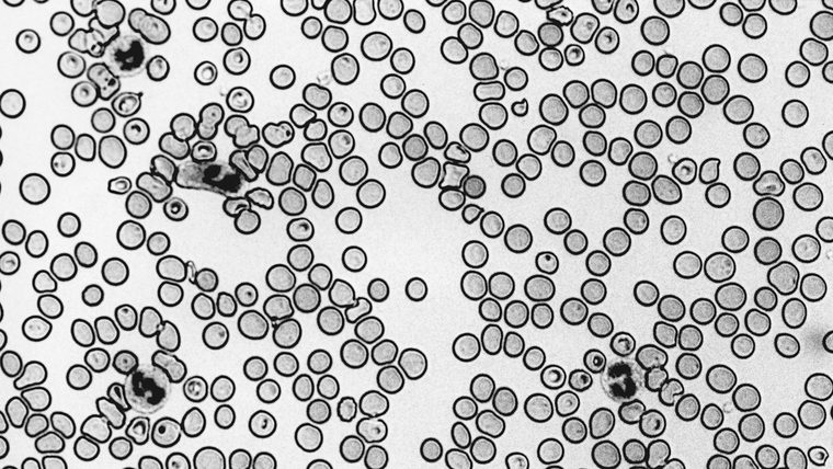 Applied tissue engineering