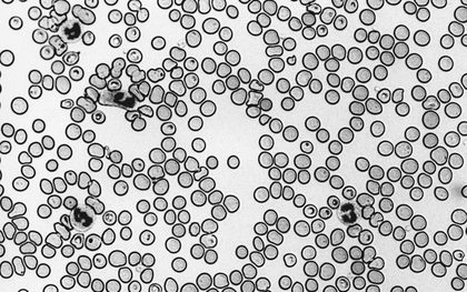 Applied tissue engineering